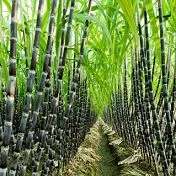 motor electric 220 motor electric 220